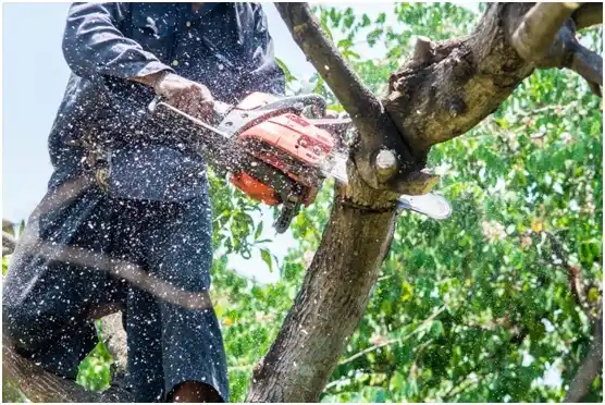 tree services Stowell